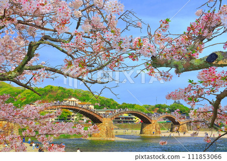 [山口縣]盛開的櫻花和錦帶橋 111853066