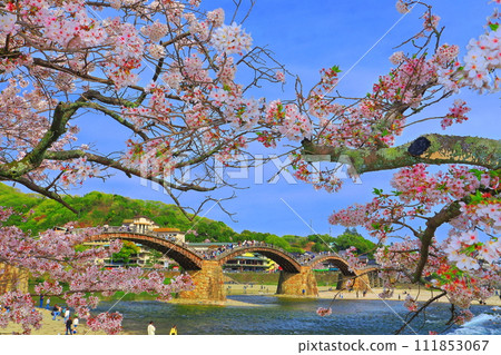 [Yamaguchi Prefecture] Cherry blossoms in full bloom and Kintai Bridge 111853067