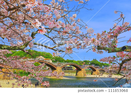 [山口縣]盛開的櫻花和錦帶橋 111853068