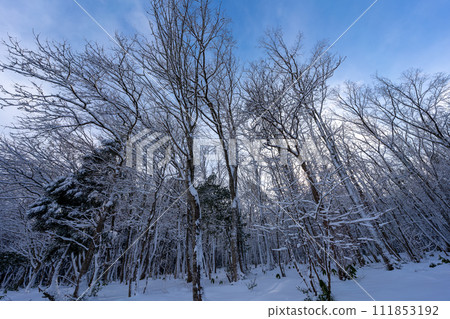 Hiruzen Forest Snowy Landscape Hiruzen Forest Snowy Landscape 111853192
