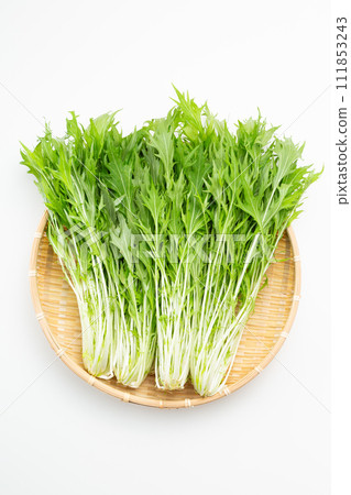 Mizuna on a white background in a colander Mizuna on a white background in a colander 111853243