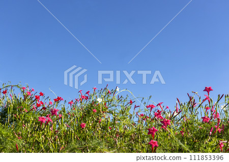 秋天的花朵，五角星盛開的風景 111853396