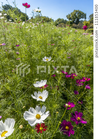 Autumn flowers, cosmos blooming landscape-3 111853400