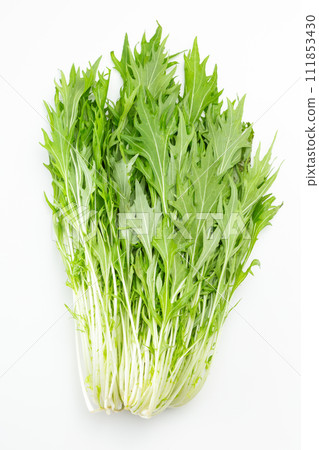 白色背景水蔬菜 111853430