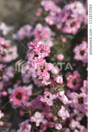 Tea Tree Tea Tree 111853563