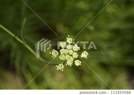 Narrow-leaved water-dropwort Narrow-leaved water-dropwort 111853566