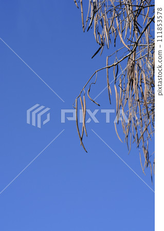 Common catalpa Common catalpa 111853578