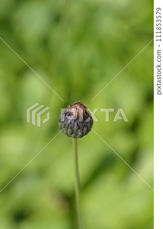 Single-flowered sawwort Single-flowered sawwort 111853579