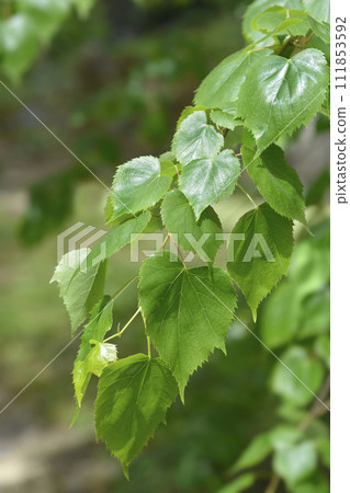 Mongolian lime Mongolian lime 111853592