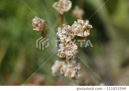 Sea Thrift Rosea Compacta 111853594