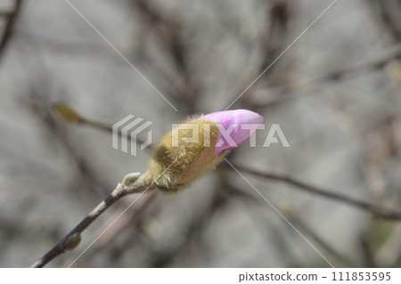 Star magnolia Star magnolia 111853595
