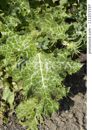 Milk thistle Milk thistle 111853597