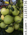 Fresh Fruits Green Pomelo (Citrus grandis)  111853736