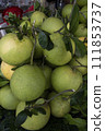 Fresh Fruits Green Pomelo (Citrus grandis)  111853737