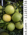 Fresh Fruits Green Pomelo (Citrus grandis)  111853738