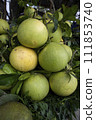 Fresh Fruits Green Pomelo (Citrus grandis)  111853740