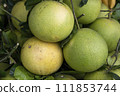 Fresh Fruits Green Pomelo (Citrus grandis)  111853744
