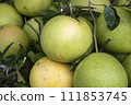 Fresh Fruits Green Pomelo (Citrus grandis)  111853745