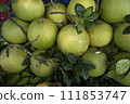 Fresh Fruits Green Pomelo (Citrus grandis)  111853747