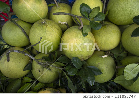 Fresh Fruits Green Pomelo (Citrus grandis)  111853747