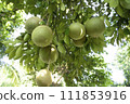 Green Pomelo (Citrus grandis) Pomelos are the most prominent fruits oranges  hanging on the tree branch 111853916