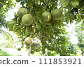 Green Pomelo (Citrus grandis) Pomelos are the most prominent fruits oranges  hanging on the tree branch 111853921