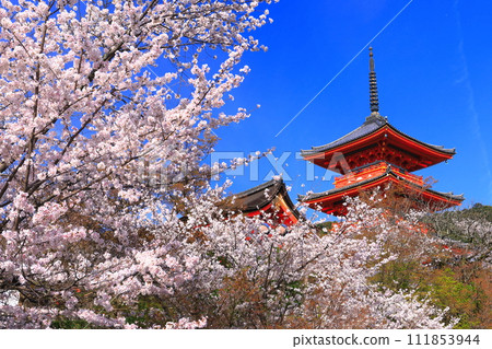 [Kyoto Prefecture] Kiyomizu-dera three-storied pagoda and cherry blossoms in full bloom 111853944