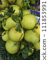 Fresh Fruits Green Pomelo (Citrus grandis) 111853991