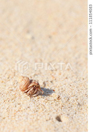 Miyakojima, Okinawa Prefecture, hermit crab close-up Miyakojima, Okinawa Prefecture, hermit crab close-up 111854083