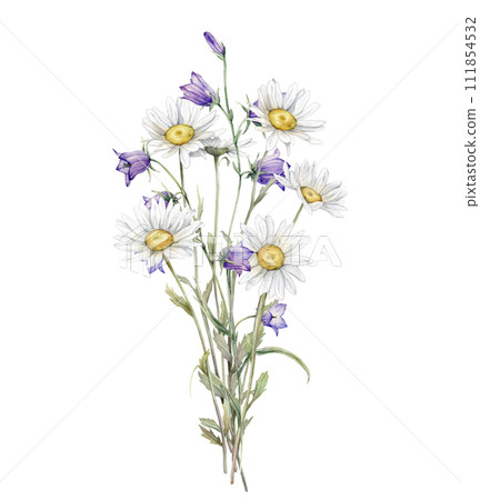 Watercolor Daisy and bluebell. Hand drawn illustration of Chamomile and little violet bell. bouquet of white blossom flowers on isolated background. Drawing botanical clipart. Painted wildflowers. 111854532