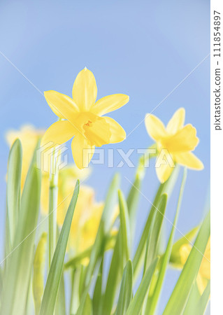 Daffodil flowers telling the spring 111854897