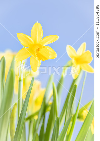 Daffodil flowers telling the spring 111854898
