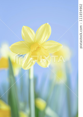 Daffodil flowers telling the spring 111854902