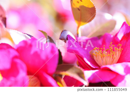 Sasanqua flowers seen in the neighborhood 111855049