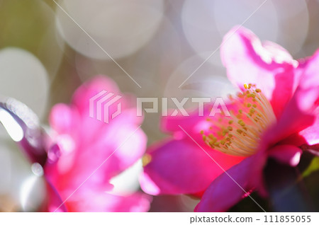 Sasanqua flowers seen in the neighborhood 111855055