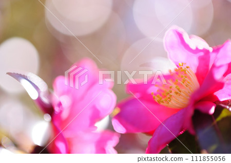 Sasanqua flowers seen in the neighborhood 111855056