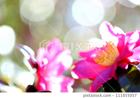 Sasanqua flowers seen in the neighborhood 111855057