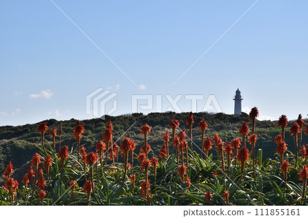 Tsumekizaki Lighthouse and Aloe Flowers Shizuoka 111855161