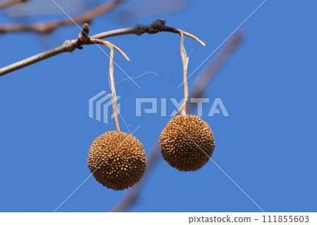 天然植物:隨著冬天的臨近,日本楓樹的莖似乎折斷了,果實掉落在地上。 天然植物:隨著冬天的臨近,日本楓樹的莖似乎折斷了,果實掉落在地上。 111855603
