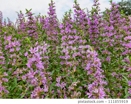 Miso Hagi的紫色花朵 111855919
