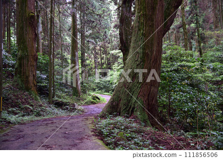 Mystical space “Iwato Shrine” 111856506