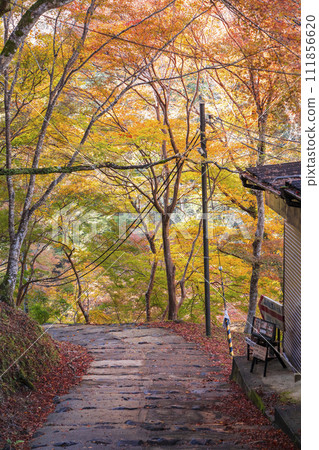 京都高尾山的秋葉、神護寺的參道 京都高尾山的秋葉、神護寺的參道 111856620
