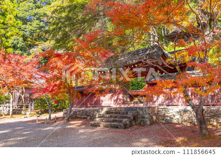 秋天的京都高尾，神護寺，和氣子陵被秋葉覆蓋 111856645