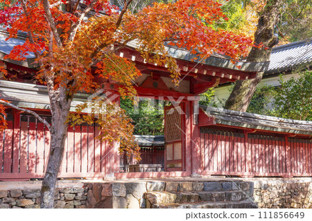 秋天的京都高尾，神護寺，和氣子陵被秋葉覆蓋 111856649