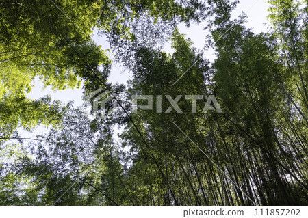 Green bamboo forest, sunlight and blue sky 111857202