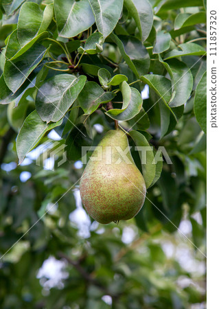 Shiny delicious pears hanging from a tree branch in the orchard.. Shiny delicious pears hanging from a tree branch in the orchard.. 111857320