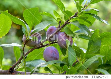 Plum tree branch with ripe juicy fruits on sunset light.. Plum tree branch with ripe juicy fruits on sunset light.. 111857322