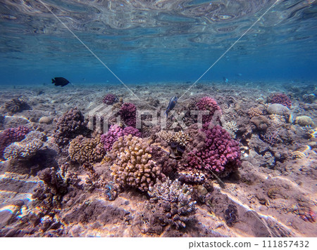 Underwater life of reef with corals and tropical fish. Coral Reef at the Red Sea, Egypt. 111857432