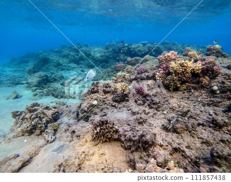 Underwater life of reef with corals and tropical fish. Coral Reef at the Red Sea, Egypt. 111857438