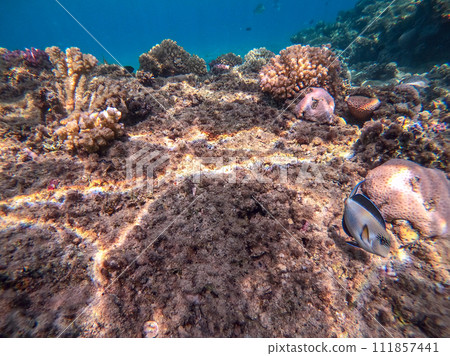 Surgeon fish or sohal tang fish (Acanthurus sohal) at the Red Sea coral reef.. Surgeon fish or sohal tang fish (Acanthurus sohal) at the Red Sea coral reef.. 111857441
